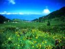 the lush green meadows around