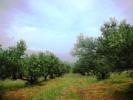 OLIVE GROVE LOCATION